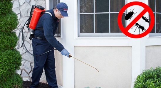 Çakmaklı Uçan Haşere İlaçlama böcek ilaçlama ve haşere kontrolü — ilaclama-tr.com